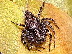 Western Lynx Spider